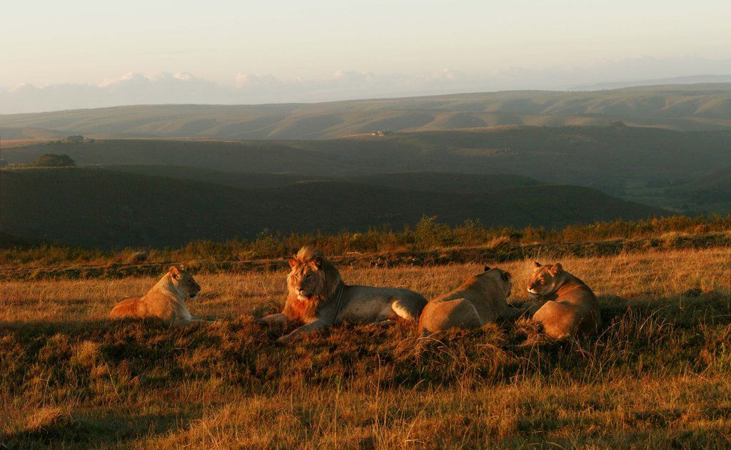 Gondwana Game Reserve Herbertsdale Exterior photo