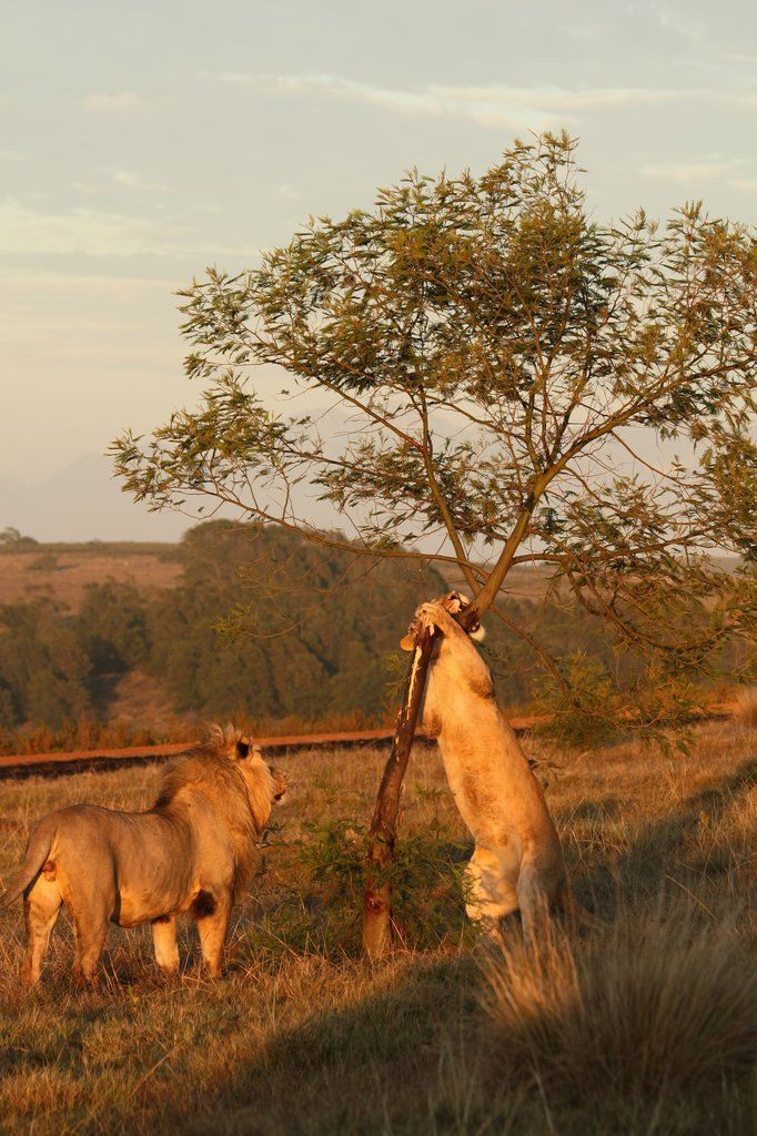 Gondwana Game Reserve Herbertsdale Exterior photo