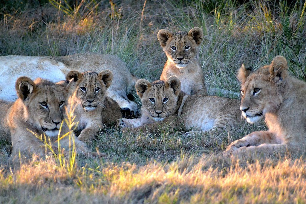 Gondwana Game Reserve Herbertsdale Exterior photo